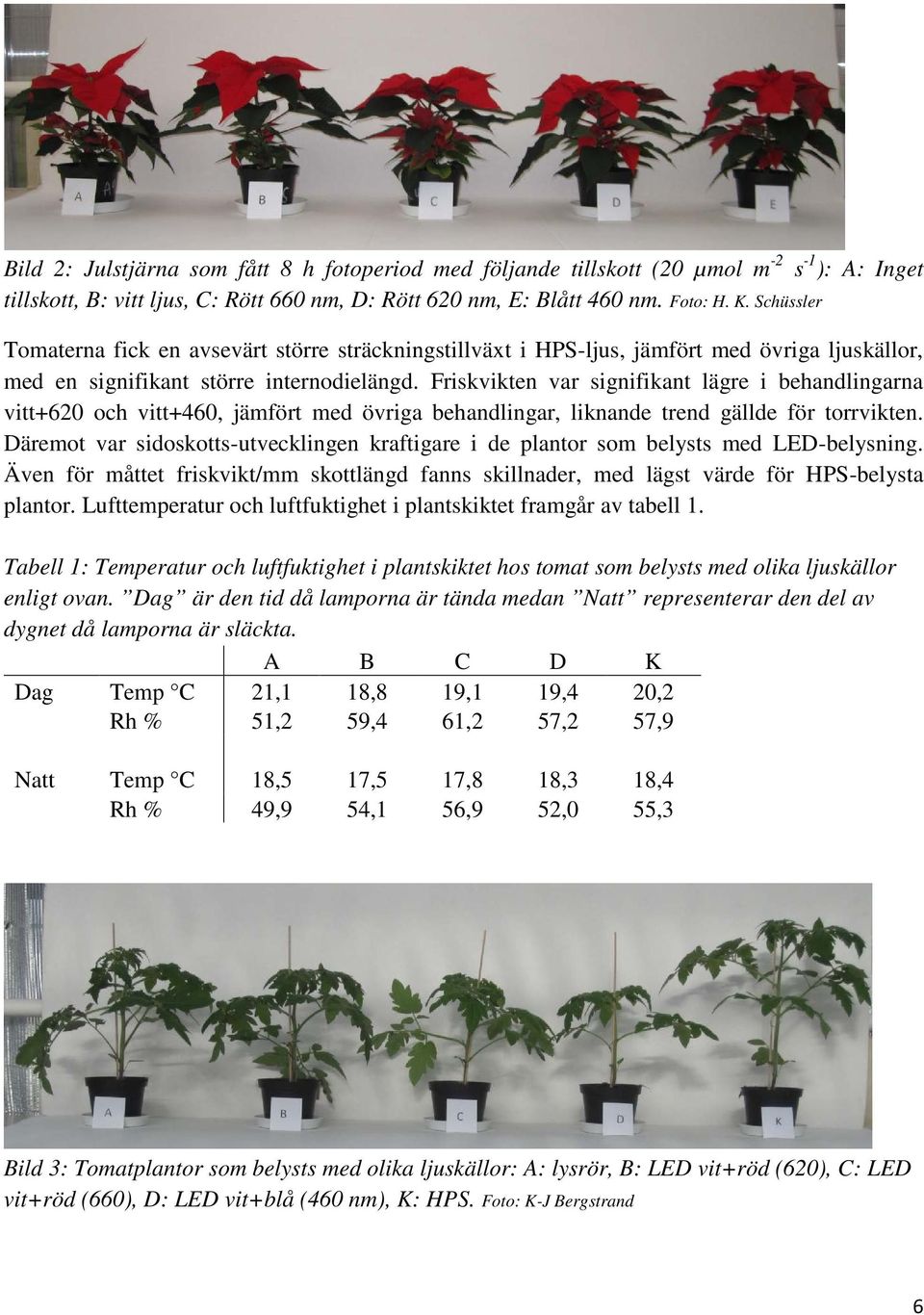 Friskvikten var signifikant lägre i behandlingarna vitt+620 och vitt+460, jämfört med övriga behandlingar, liknande trend gällde för torrvikten.