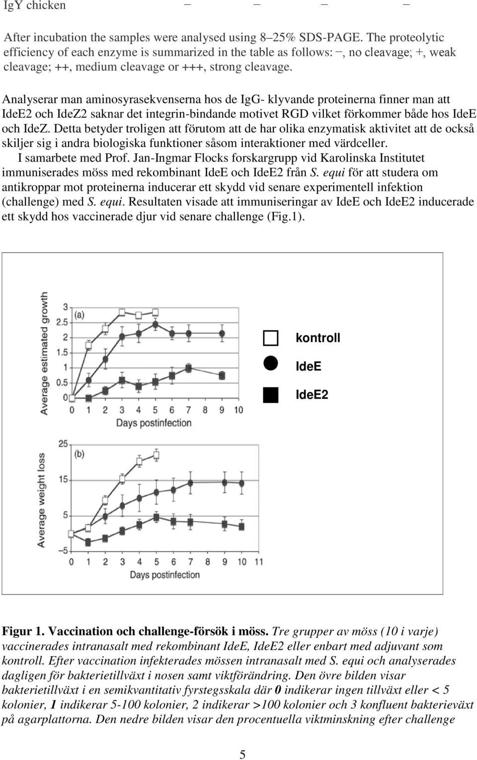 Analyserar man aminosyrasekvenserna hos de IgG- klyvande proteinerna finner man att IdeE2 och IdeZ2 saknar det integrin-bindande motivet RGD vilket förkommer både hos IdeE och IdeZ.