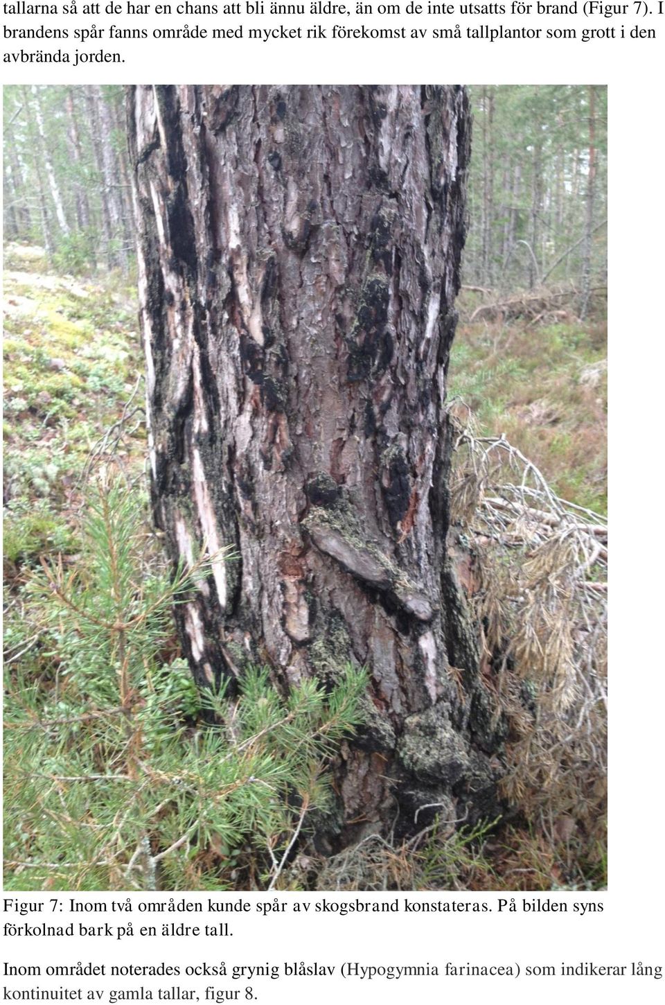 Figur 7: Inom två områden kunde spår av skogsbrand konstateras.