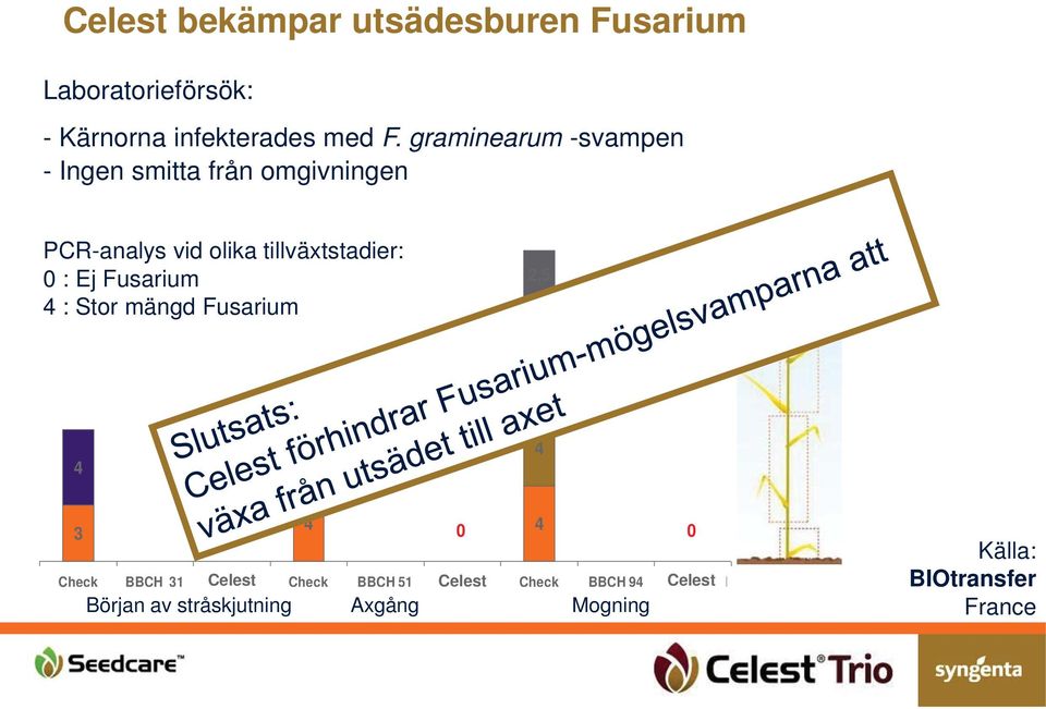 Fusarium 4 : Stor mängd Fusarium 2,5 3 3 4 1 4 4 4 3 0 0 0 Check BBCH 31 Fludioxonil Celest Check