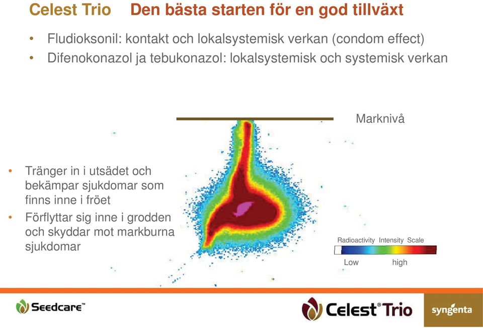 utsädet och bekämpar sjukdomar som finns inne i fröet Förflyttar sig inne i