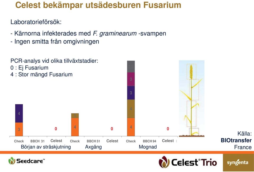 Fusarium 4 : Stor mängd Fusarium 2,5 3 3 4 1 4 4 4 3 0 0 0 Check BBCH 31 Fludioxonil Celest Check