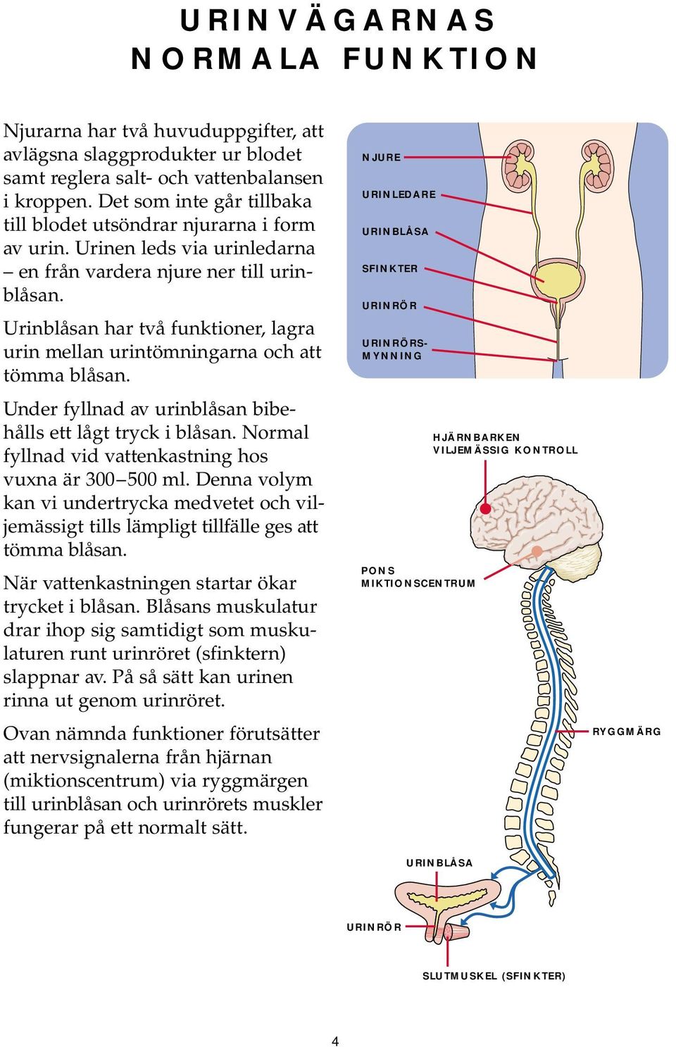 Urinblåsan har två funktioner, lagra urin mellan urintömningarna och att tömma blåsan. Under fyllnad av urinblåsan bibehålls ett lågt tryck i blåsan.