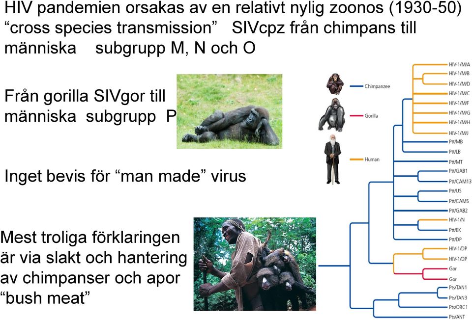 gorilla SIVgor till människa subgrupp P Inget bevis för man made virus Mest