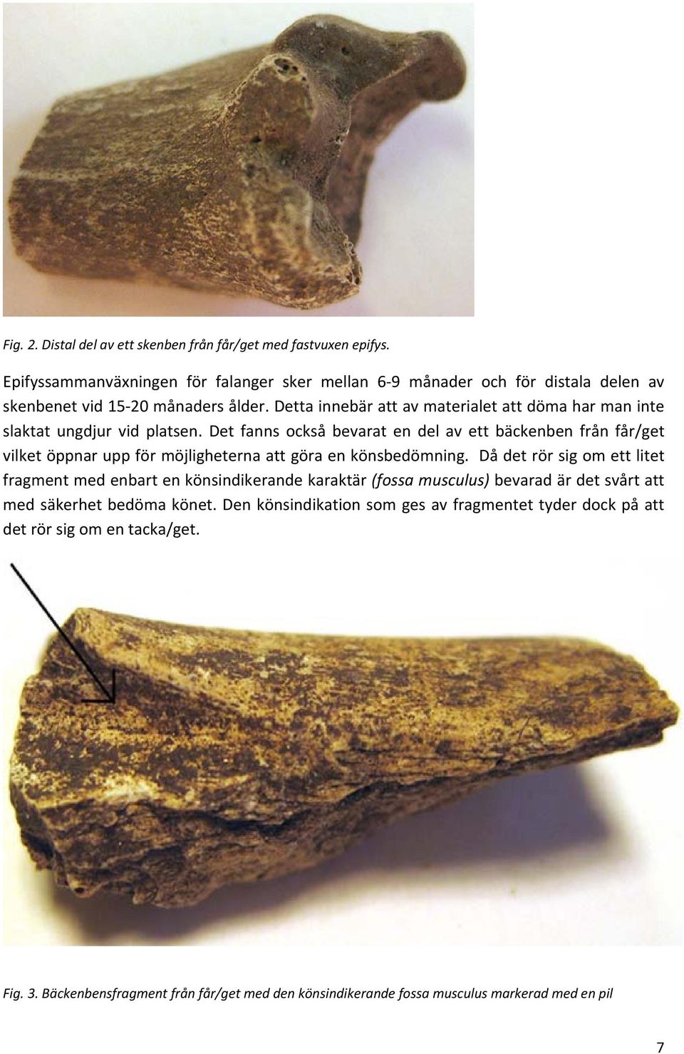 Detta innebär att av materialet att döma har man inte slaktat ungdjur vid platsen.