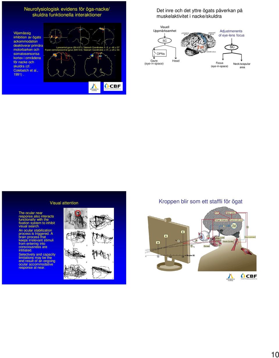 L precentral gyrus (BA 4/2/1): Talairach Coordinates x: -2, y: -46 z: 57 R post central/precentral gyrus (BA7/4/3): Talairach Coordinates x: 31, y:-25 z: 54 Visuell Uppmärksamhet E.W.