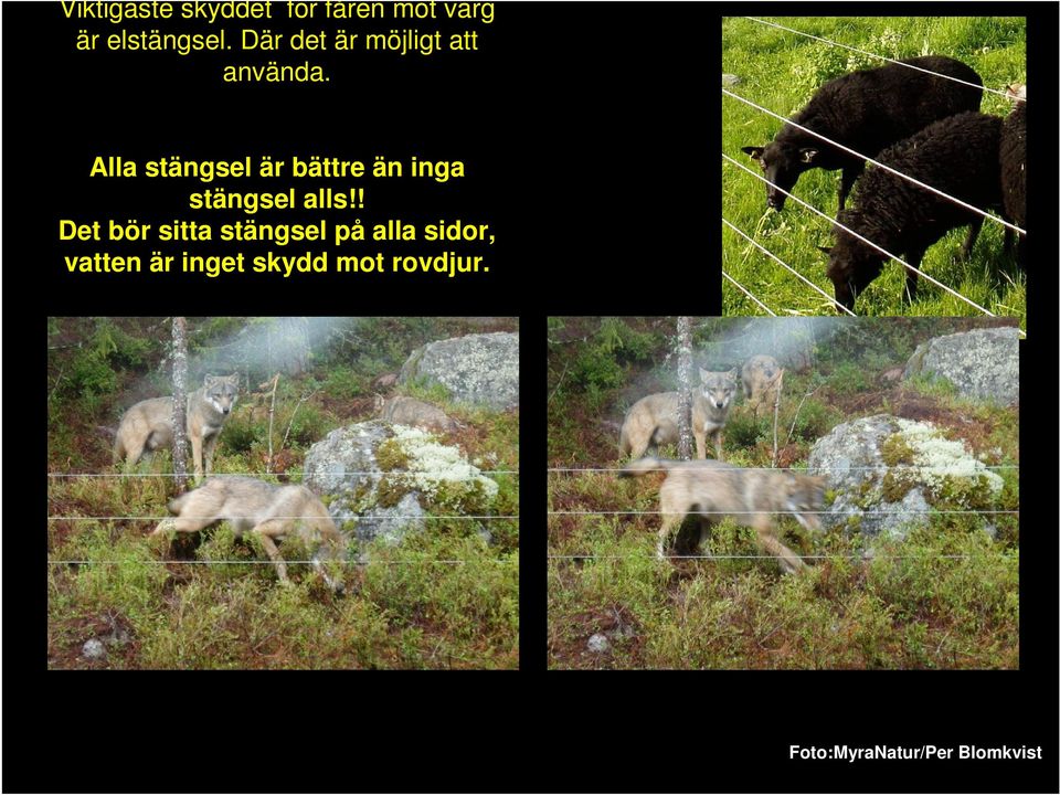 Alla stängsel är bättre än inga stängsel alls!
