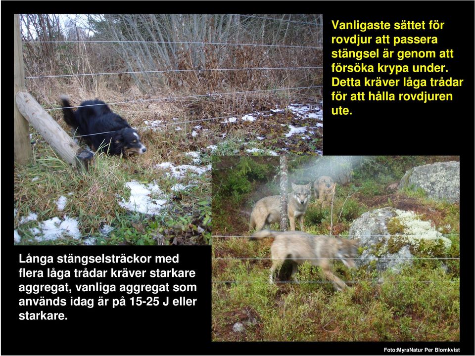 Långa stängselsträckor med flera låga trådar kräver starkare aggregat,