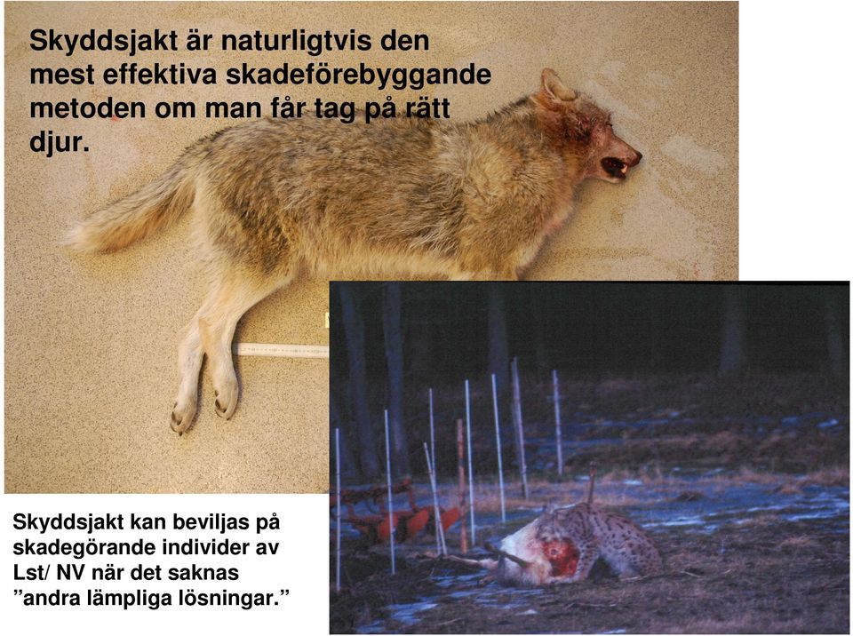 Skyddsjakt Skyddsjakt kan beviljas på skadegörande