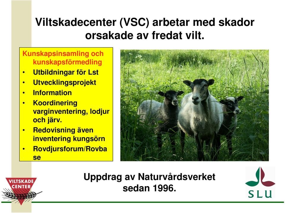 Utvecklingsprojekt Information Koordinering varginventering, lodjur och järv.