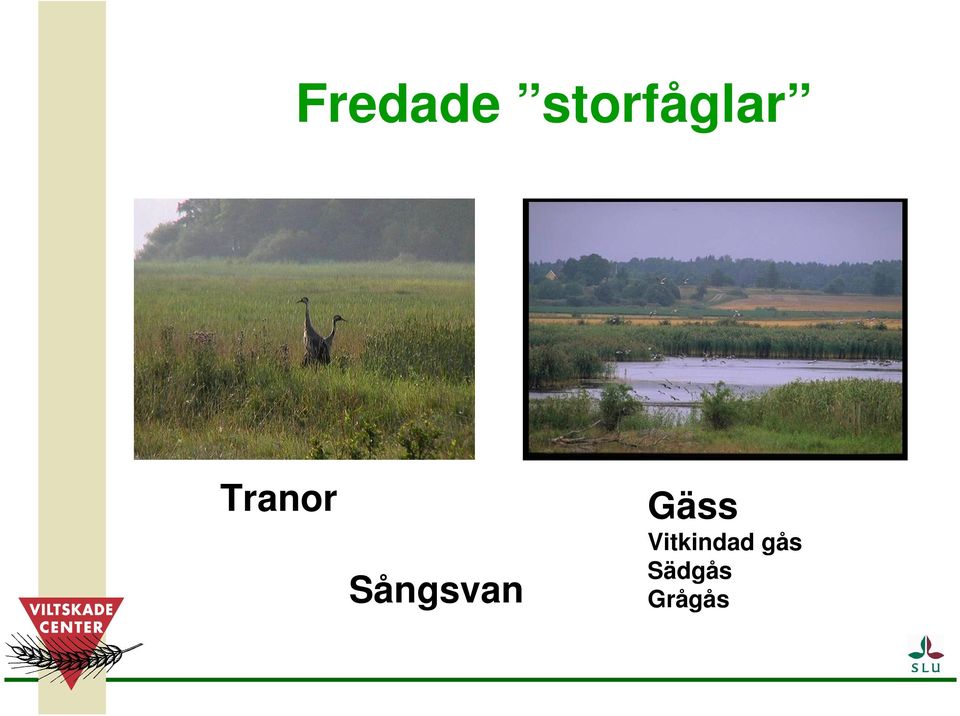 Tranor Sångsvan