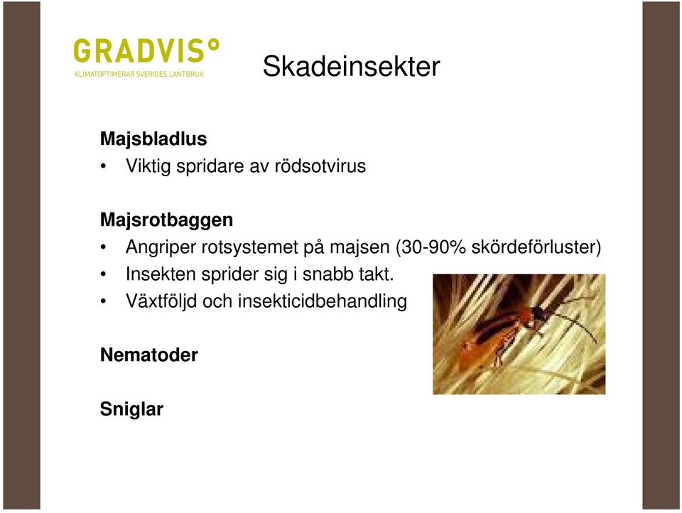 majsen (30-90% skördeförluster) Insekten sprider sig