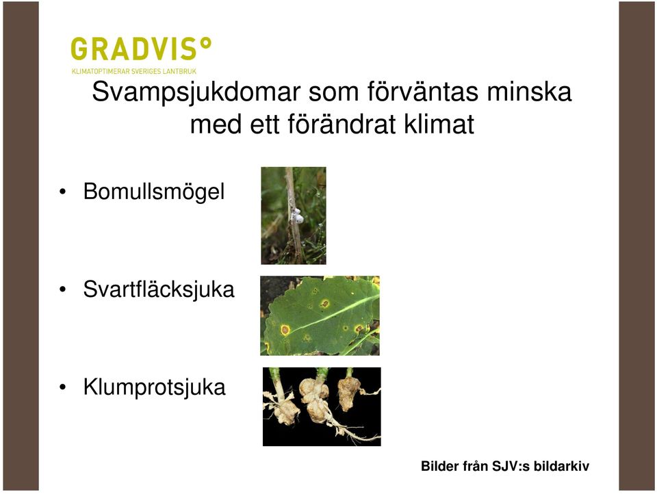 Bomullsmögel Svartfläcksjuka