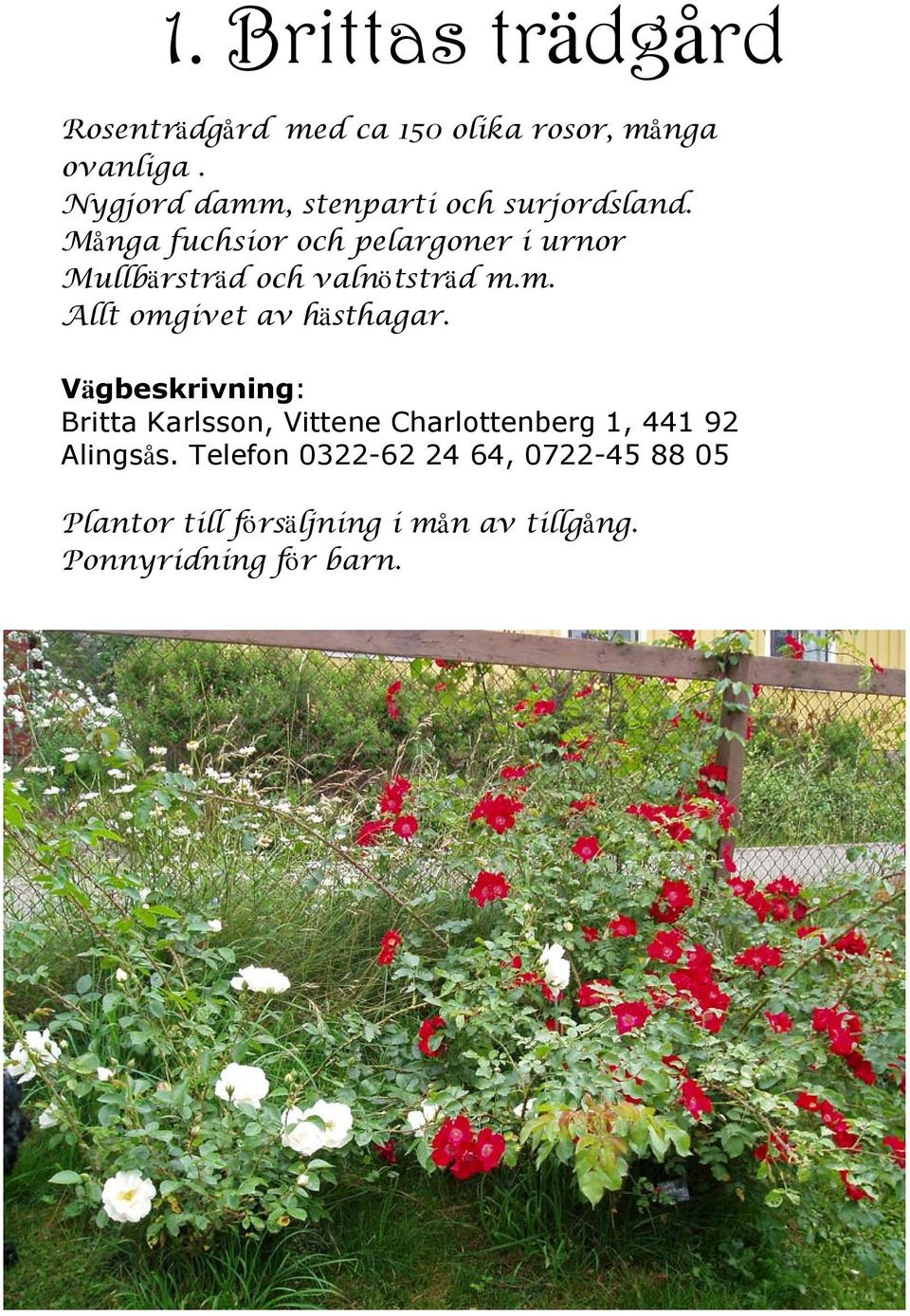 Många fuchsior och pelargoner i urnor Mullbärsträd och valnötsträd m.