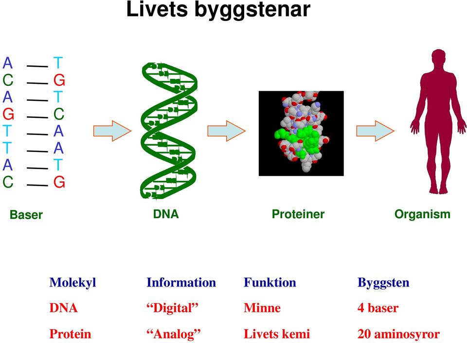 Information Funktion Byggsten DNA Digital