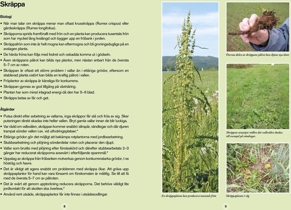 Skräppafrön som inte är helt mogna kan eftermogna och bli groningsdugliga på en avslagen planta. De hårda fröna kan följa med fodret och oskadda komma ut i gödseln.