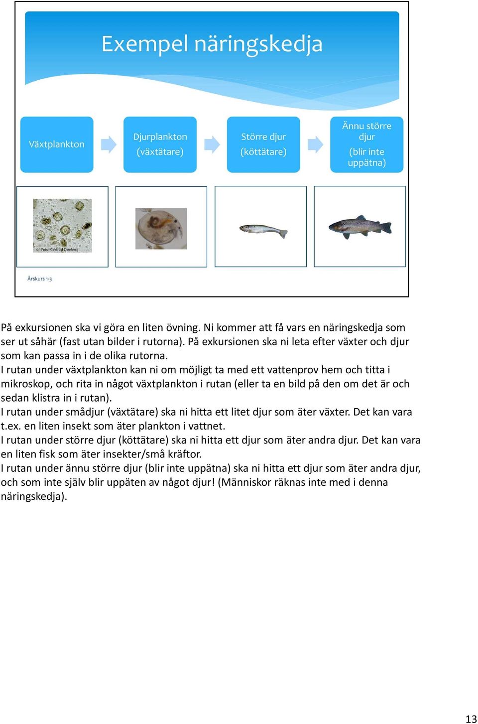 I rutan under växtplankton kan ni om möjligt ta med ett vattenprov hem och titta i mikroskop, och rita in något växtplankton i rutan (eller ta en bild på den om det är och sedan klistra in i rutan).