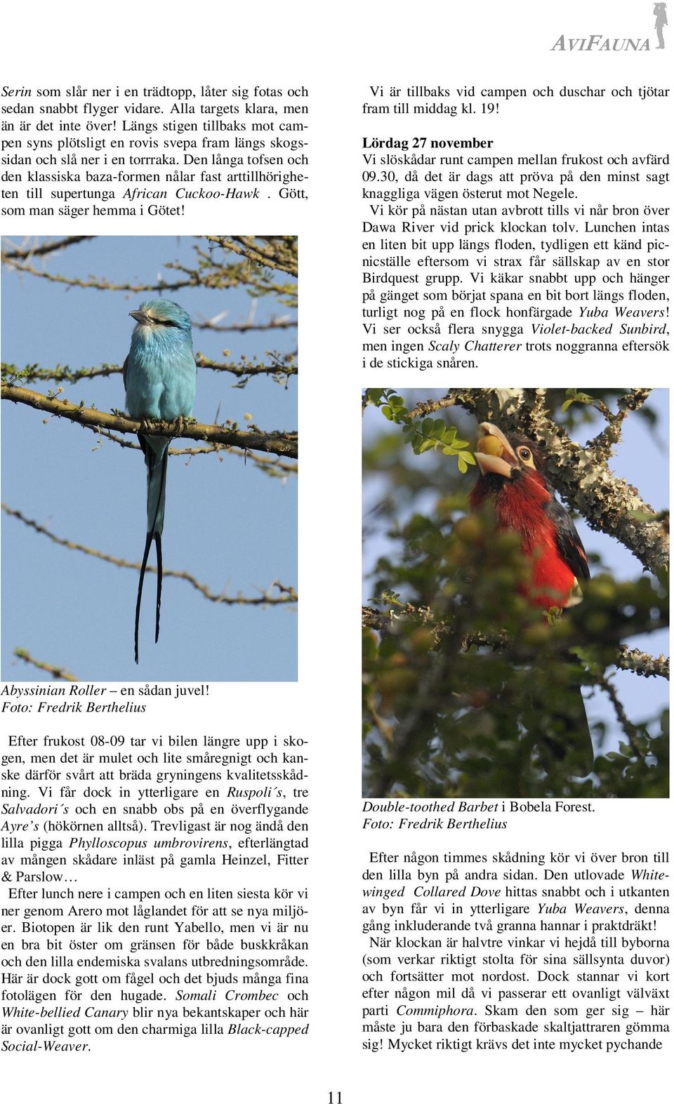 Den långa tofsen och den klassiska baza-formen nålar fast arttillhörigheten till supertunga African Cuckoo-Hawk. Gött, som man säger hemma i Götet!