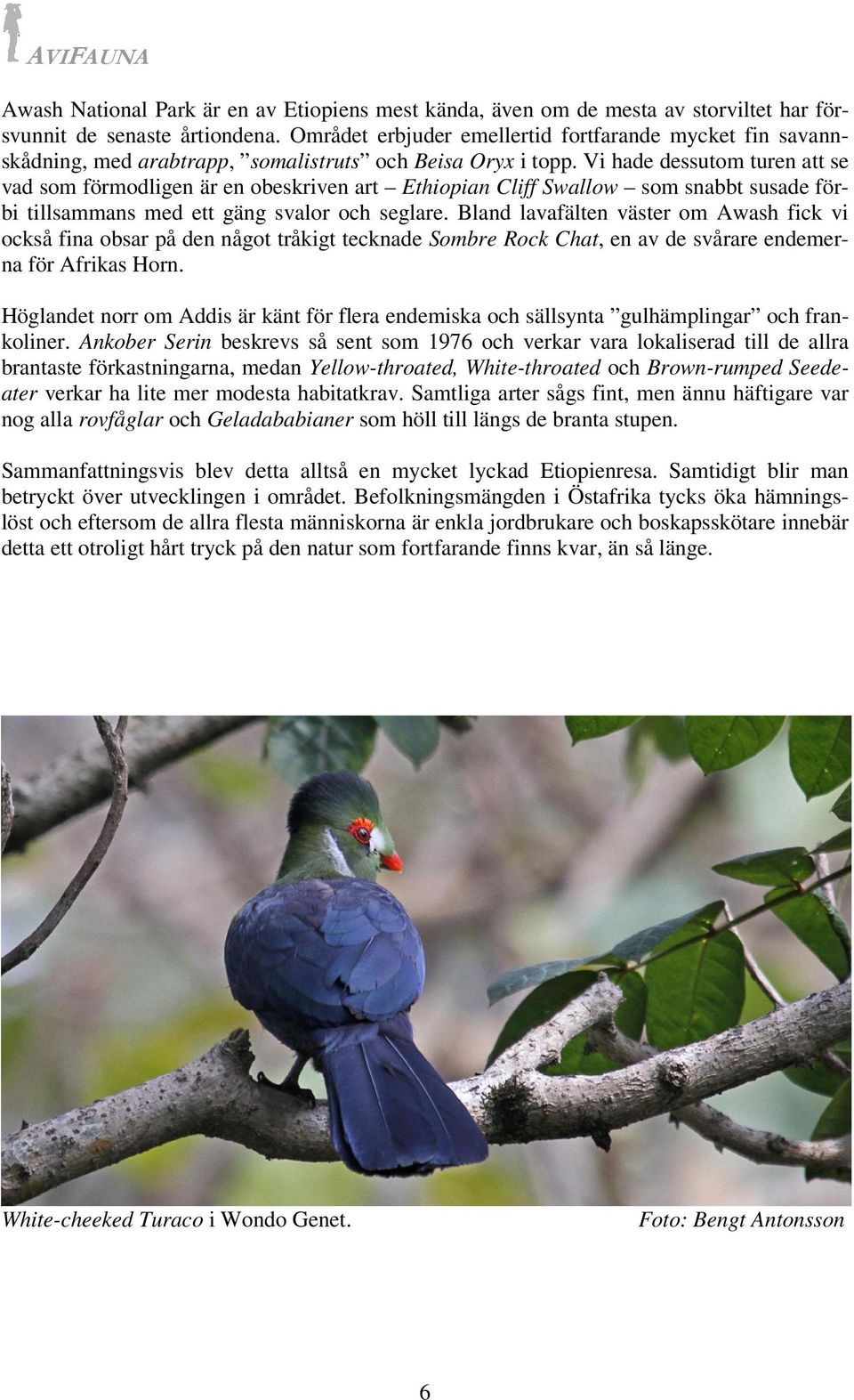 Vi hade dessutom turen att se vad som förmodligen är en obeskriven art Ethiopian Cliff Swallow som snabbt susade förbi tillsammans med ett gäng svalor och seglare.