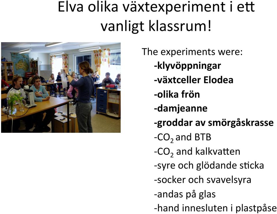 damjeanne - groddar av smörgåskrasse - CO 2 and BTB - CO 2 and kalkvamen