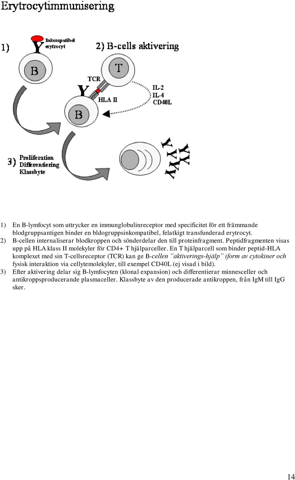 En T hjälparcell som binder peptid-hla komplexet med sin T-cellsreceptor (TCR) kan ge B-cellen aktiverings-hjälp iform av cytokiner och fysisk interaktion via cellytemolekyler, till