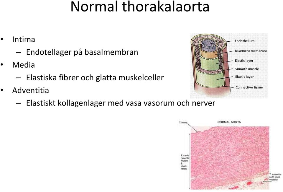 och glatta muskelceller Adventitia