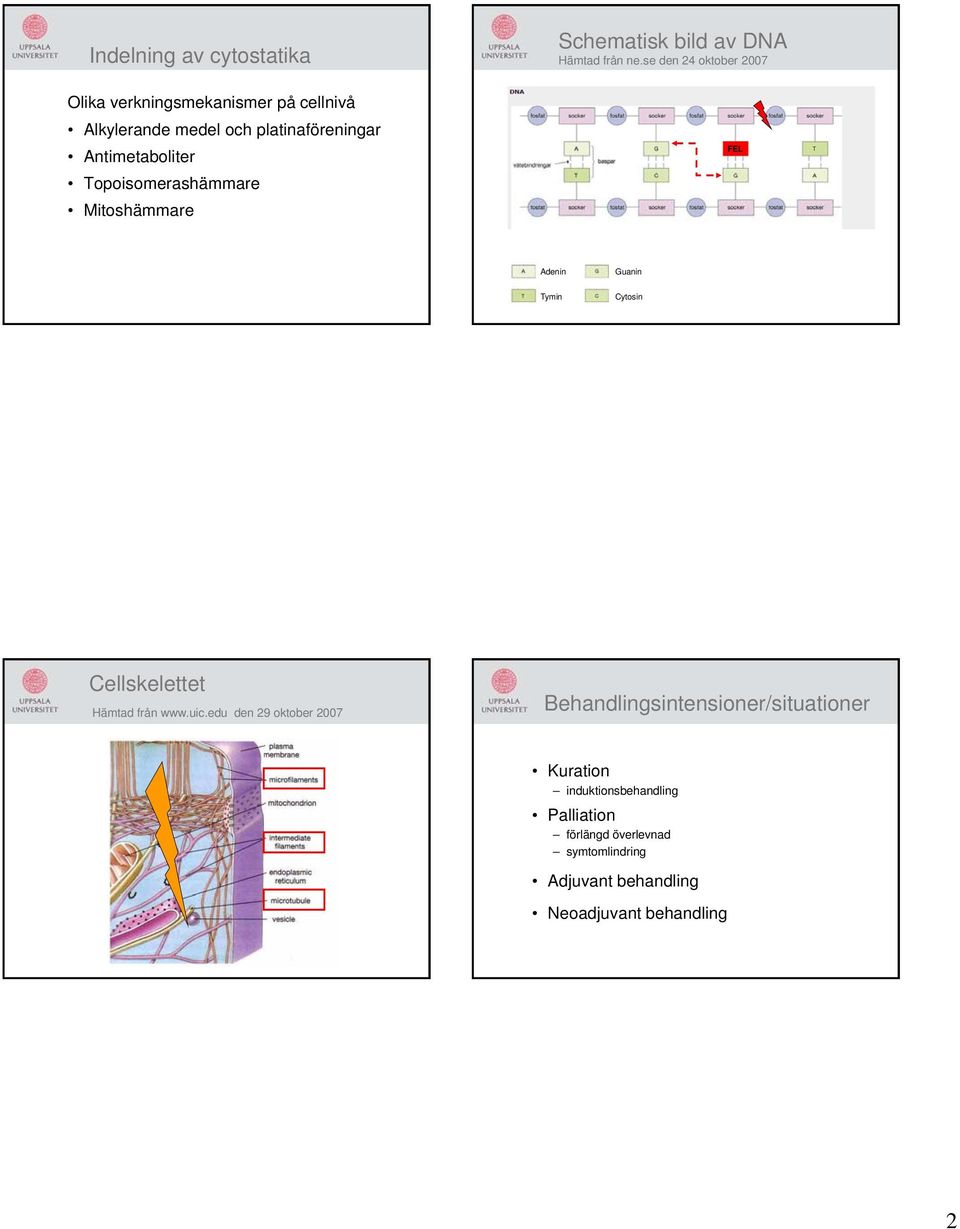 se den 24 oktober 2007 FEL Adenin Tymin Guanin Cytosin Cellskelettet Hämtad från www.uic.
