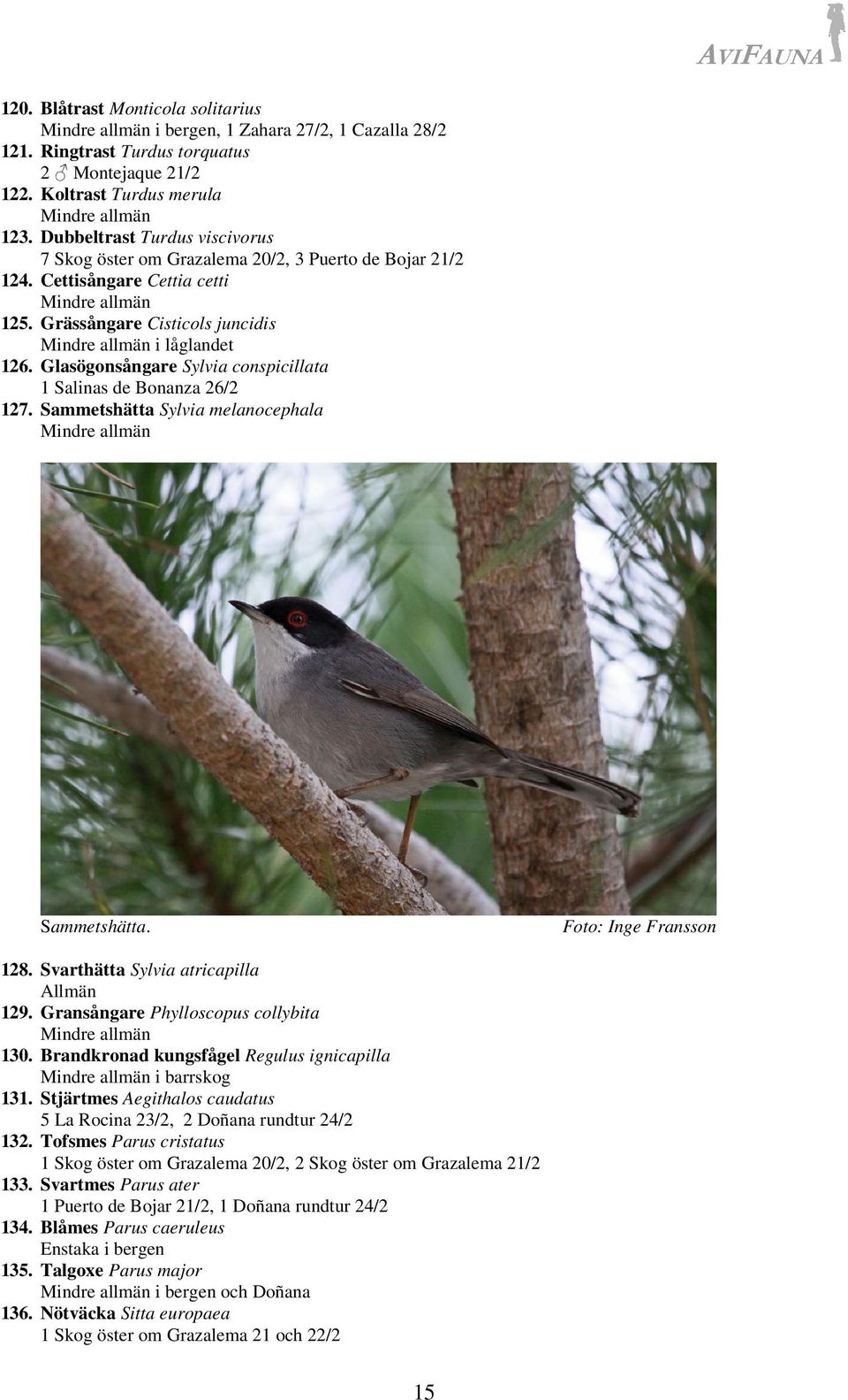 Glasögonsångare Sylvia conspicillata 1 Salinas de Bonanza 26/2 127. Sammetshätta Sylvia melanocephala Sammetshätta. Foto: Inge Fransson 128. Svarthätta Sylvia atricapilla 129.