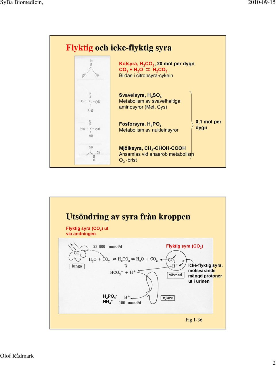 dygn Mjölksyra, CH 3 -CHOH-COOH Ansamlas vid anaerob metabolism O 2 -brist Utsöndring av syra från kroppen Flyktig syra