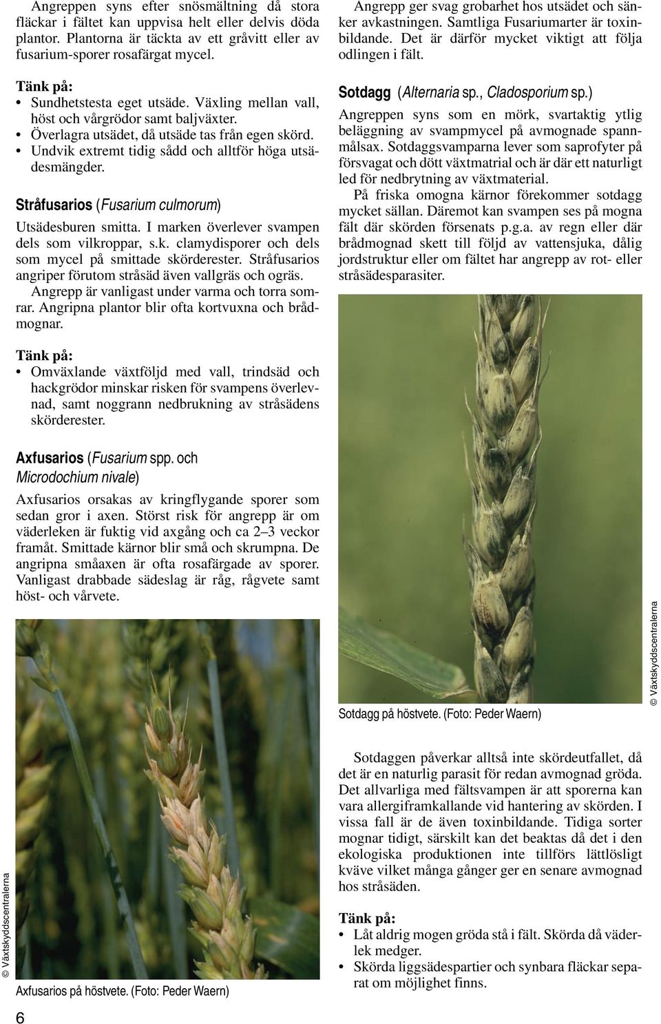 Stråfusarios (Fusarium culmorum) Utsädesburen smitta. I marken överlever svampen dels som vilkroppar, s.k. clamydisporer och dels som mycel på smittade skörderester.