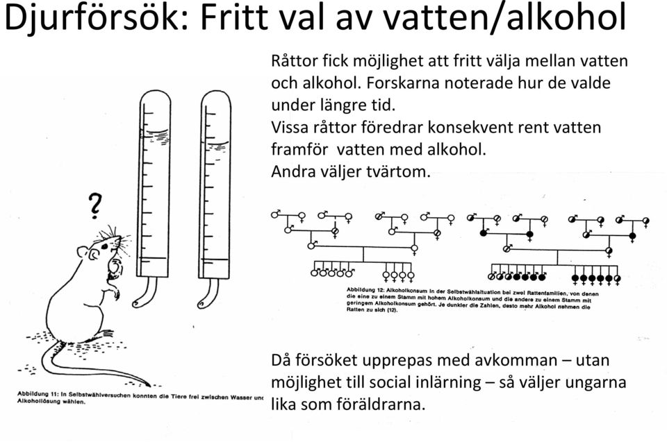 Vissa råttor föredrar konsekvent rent vatten framför vatten med alkohol.