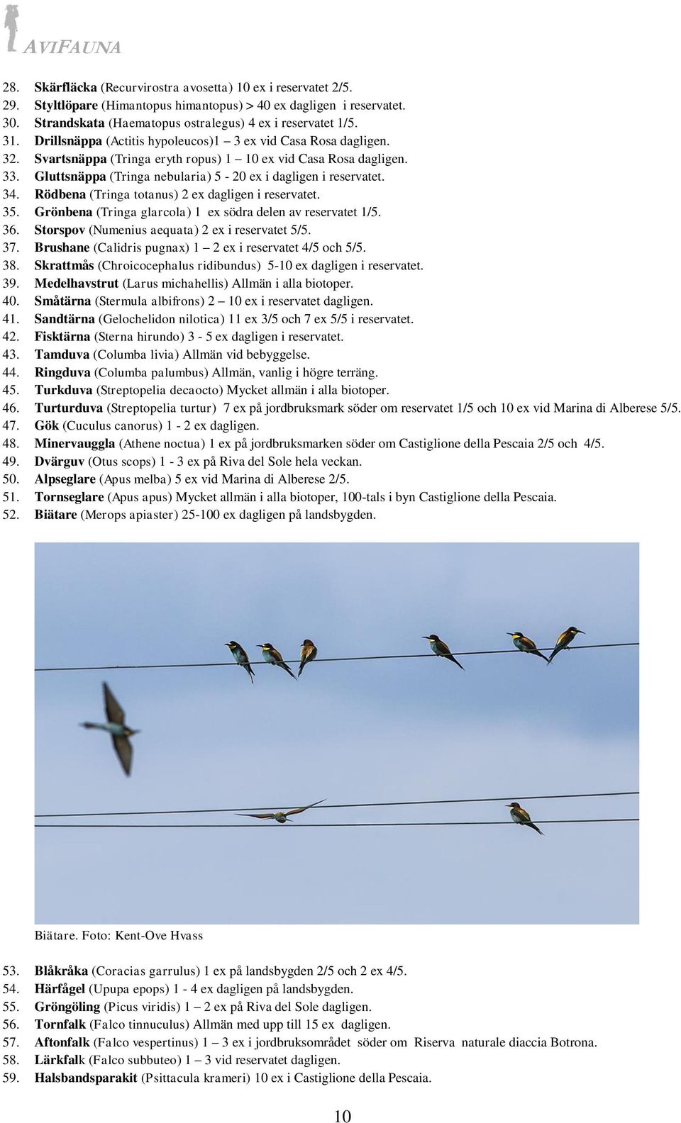 Gluttsnäppa (Tringa nebularia) 5-20 ex i dagligen i reservatet. 34. Rödbena (Tringa totanus) 2 ex dagligen i reservatet. 35. Grönbena (Tringa glarcola) 1 ex södra delen av reservatet 1/5. 36.