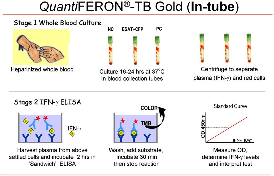 COLOR Standard Curve IFN- TMB OD 450nm IFN- IU/ml Harvest plasma from above settled cells and incubate 2 hrs in