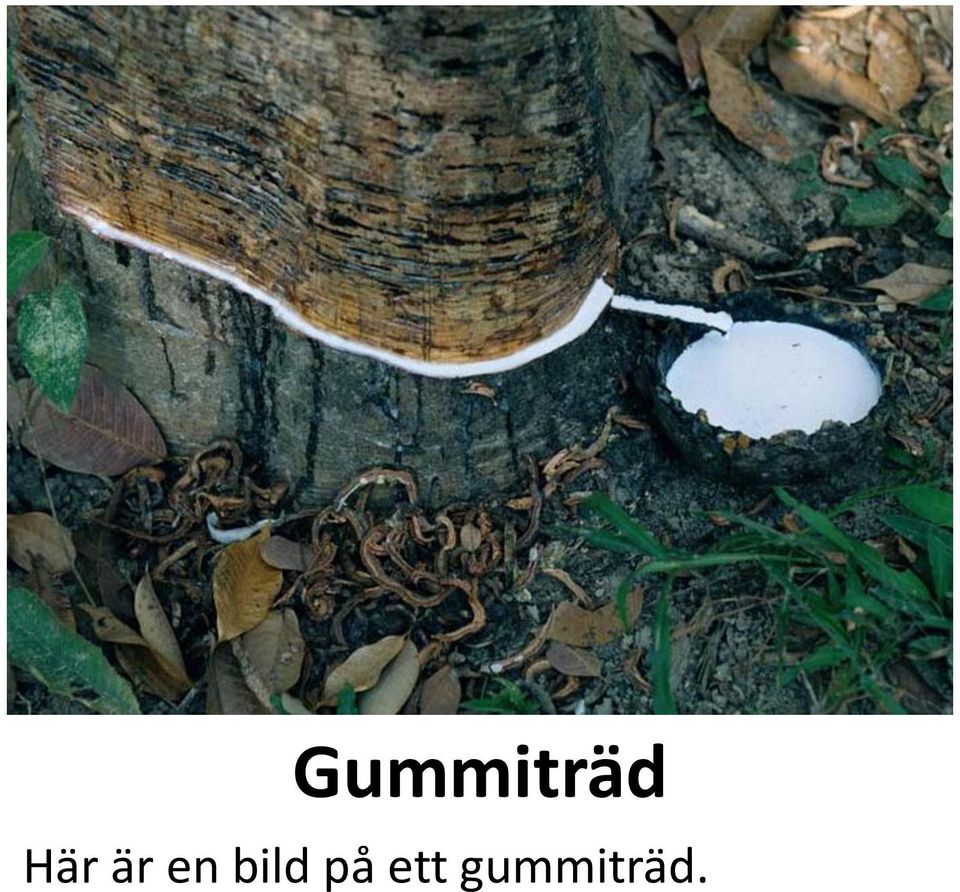 bild på