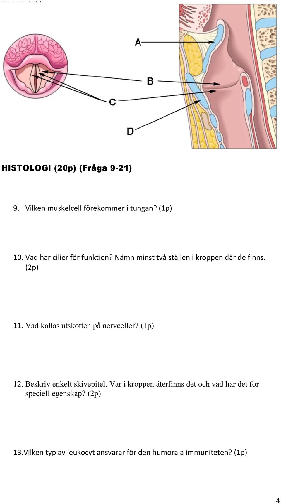 Vad kallas utskotten på nervceller? (1p) 12. Beskriv enkelt skivepitel.