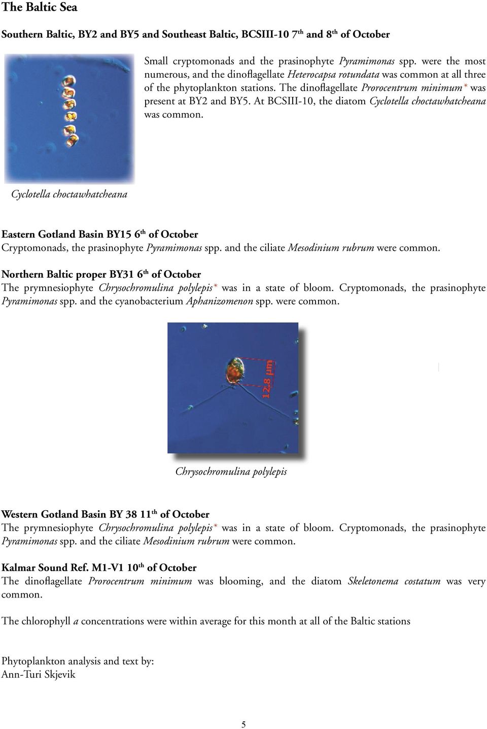 At BCSIII-, the diatom Cyclotella choctawhatcheana was common. Cyclotella choctawhatcheana Eastern Gotland Basin BY1 6 th of October Cryptomonads, the prasinophyte Pyramimonas spp.