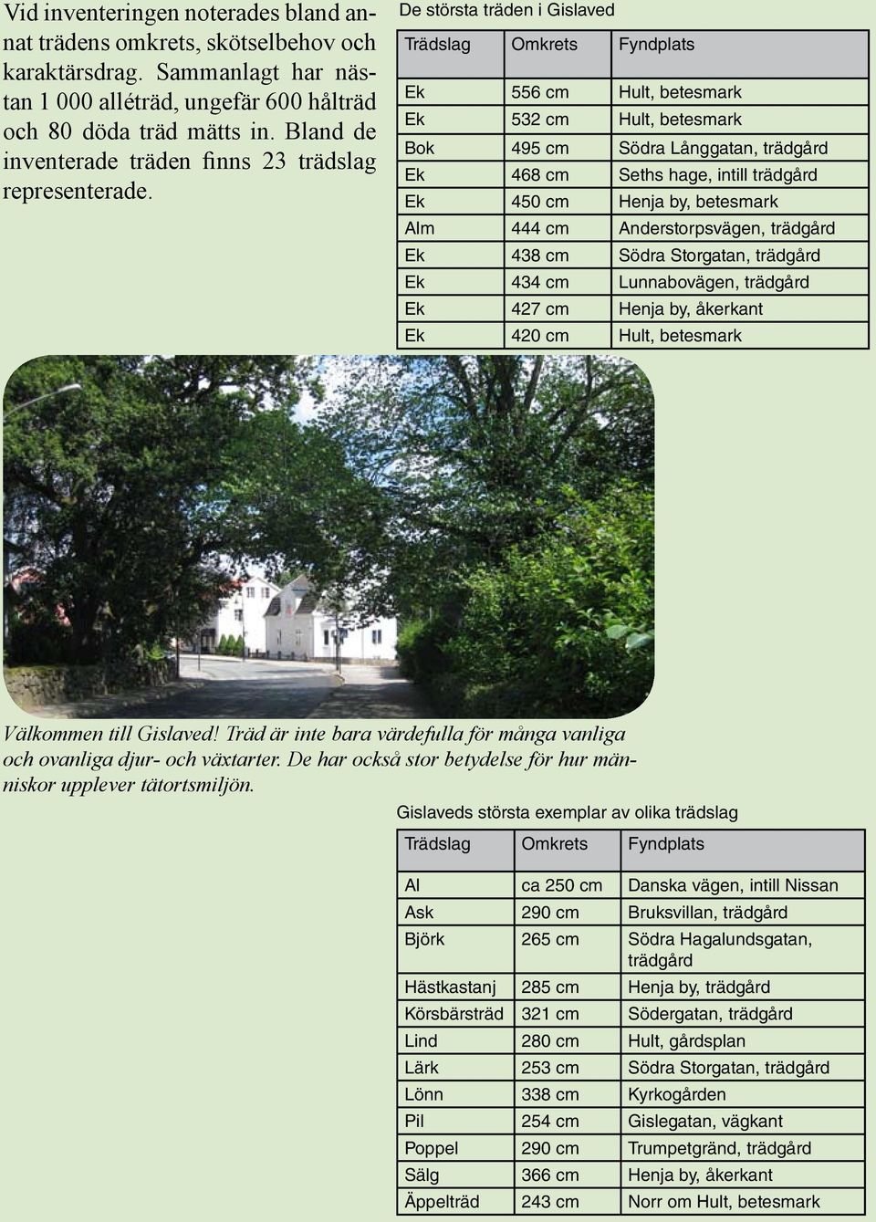 De största träden i Gislaved Trädslag Omkrets Fyndplats Ek 556 cm Hult, betesmark Ek 532 cm Hult, betesmark Bok 495 cm Södra Långgatan, trädgård Ek 468 cm Seths hage, intill trädgård Ek 450 cm Henja