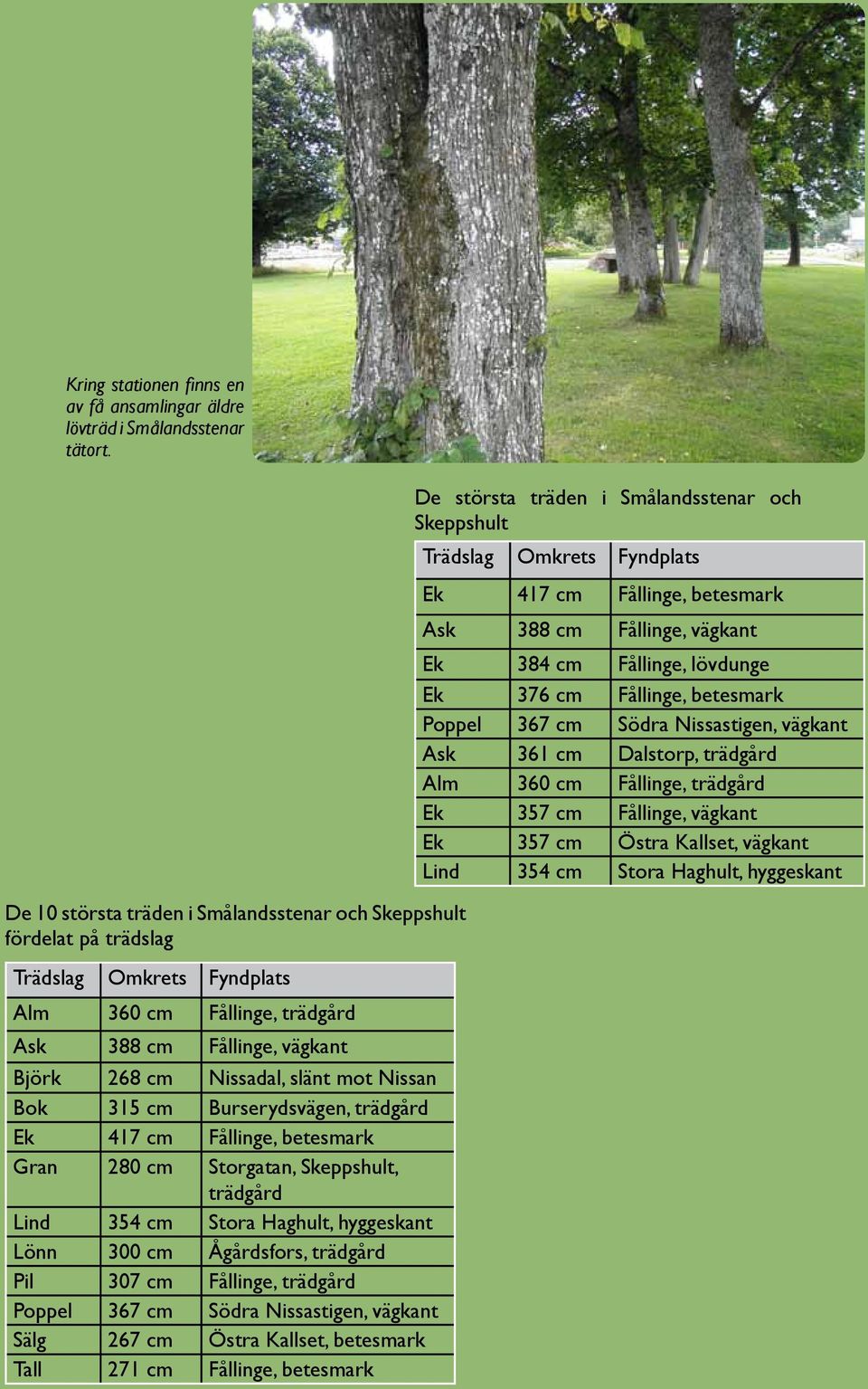 Bok 315 cm Burserydsvägen, trädgård Ek 417 cm Fållinge, betesmark Gran 280 cm Storgatan, Skeppshult, trädgård Lind 354 cm Stora Haghult, hyggeskant Lönn 300 cm Ågårdsfors, trädgård Pil 307 cm