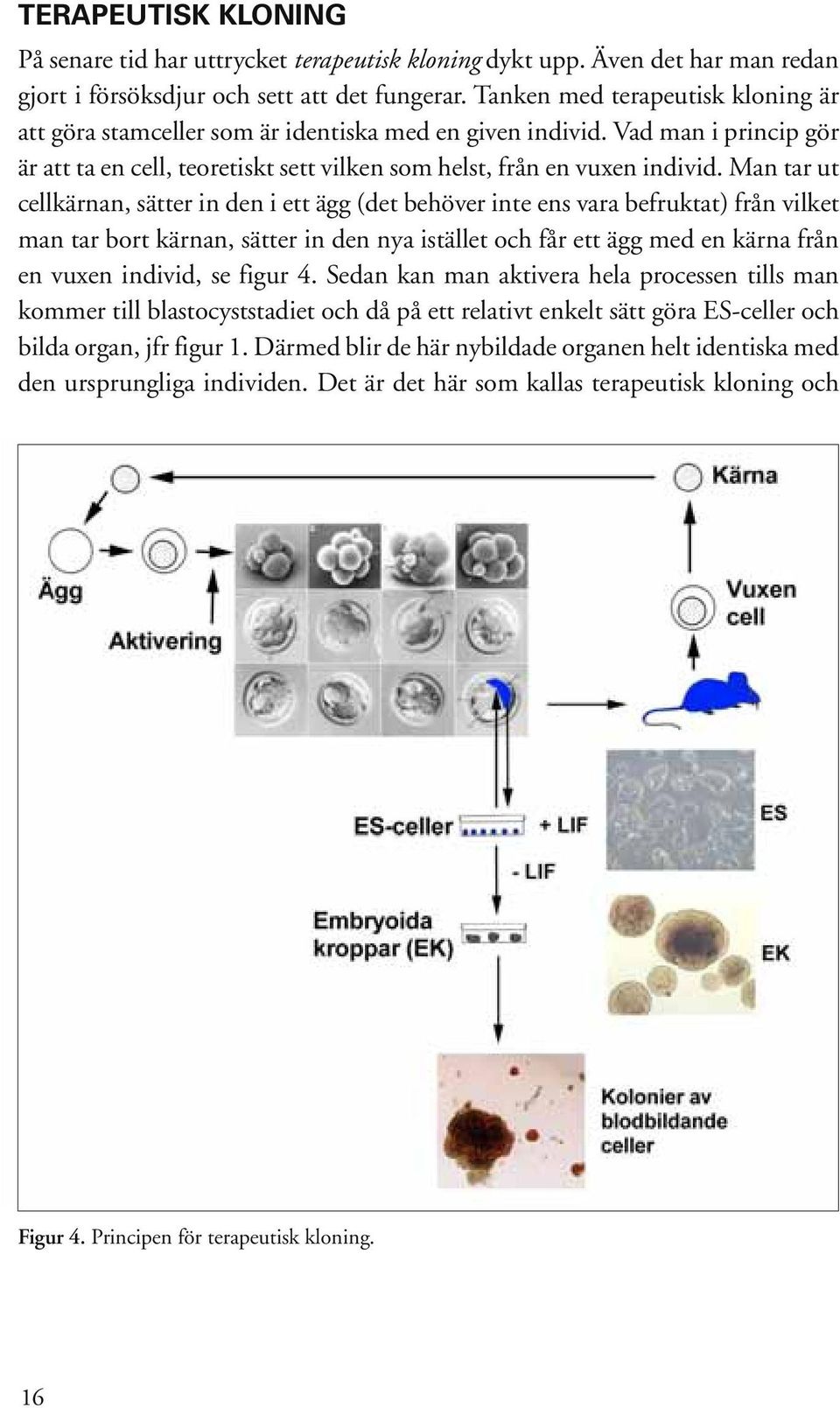 Man tar ut cellkärnan, sätter in den i ett ägg (det behöver inte ens vara befruktat) från vilket man tar bort kärnan, sätter in den nya istället och får ett ägg med en kärna från en vuxen individ, se