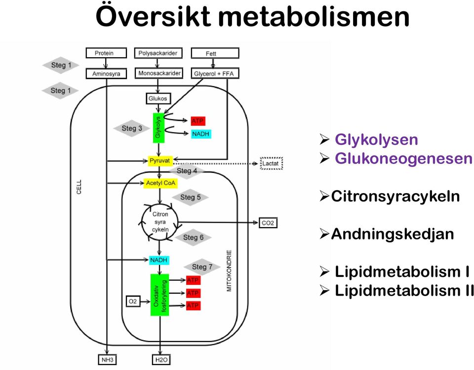 Citronsyracykeln