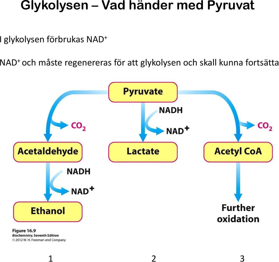 och måste regenereras för att