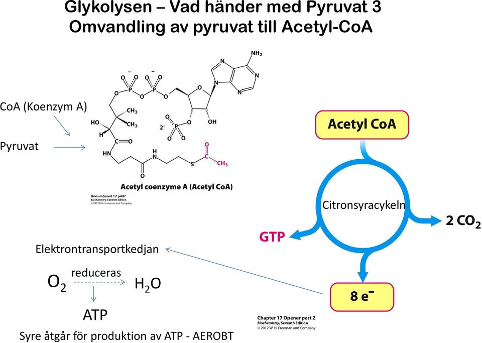Citronsyracykeln Elektrontransportkedjan O 2