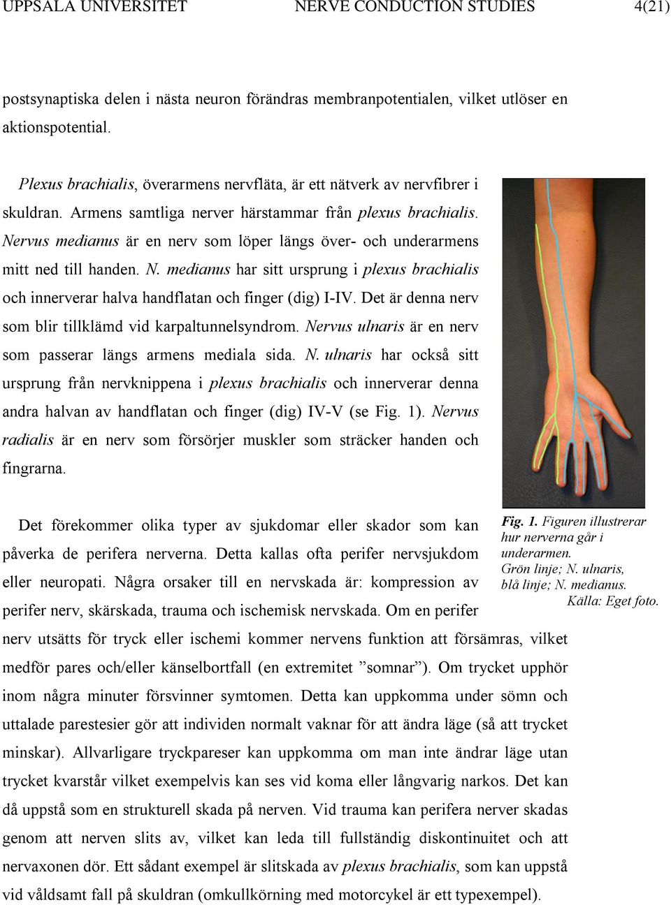 Nervus medianus är en nerv som löper längs över- och underarmens mitt ned till handen. N. medianus har sitt ursprung i plexus brachialis och innerverar halva handflatan och finger (dig) I-IV.