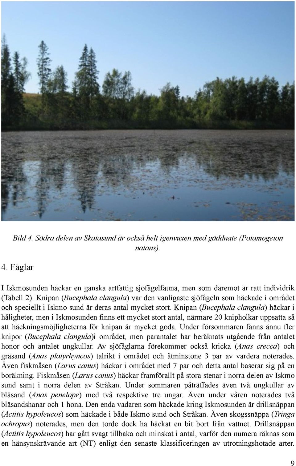 Knipan (Bucephala clangula) häckar i håligheter, men i Iskmosunden finns ett mycket stort antal, närmare 20 knipholkar uppsatta så att häckningsmöjligheterna för knipan är mycket goda.