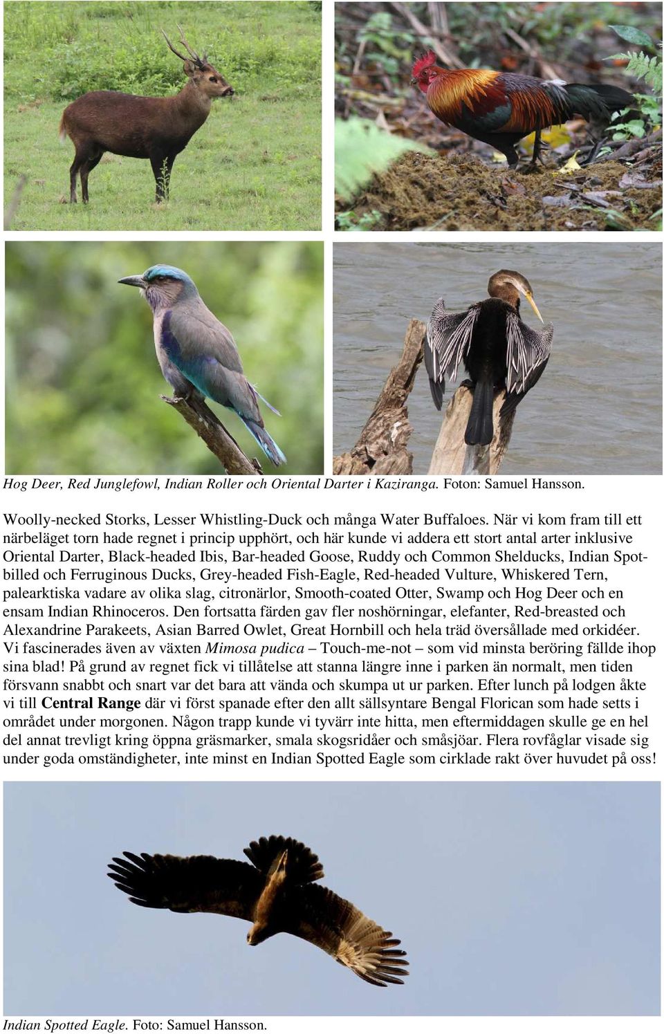 Shelducks, Indian Spotbilled och Ferruginous Ducks, Grey-headed Fish-Eagle, Red-headed Vulture, Whiskered Tern, palearktiska vadare av olika slag, citronärlor, Smooth-coated Otter, Swamp och Hog Deer