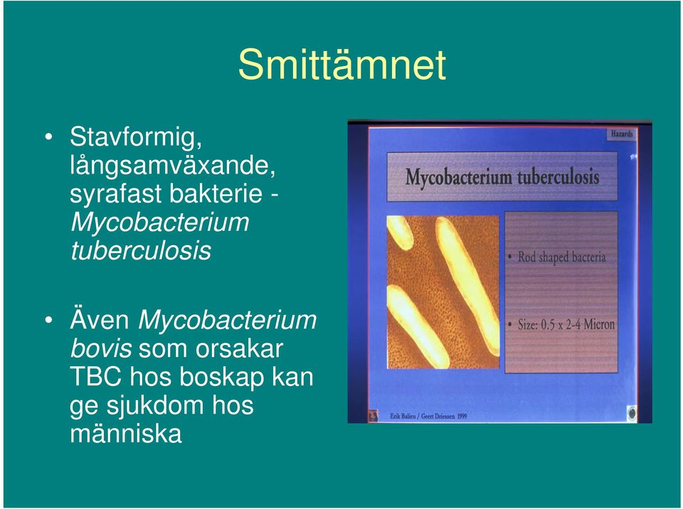 tuberculosis Även Mycobacterium bovis som