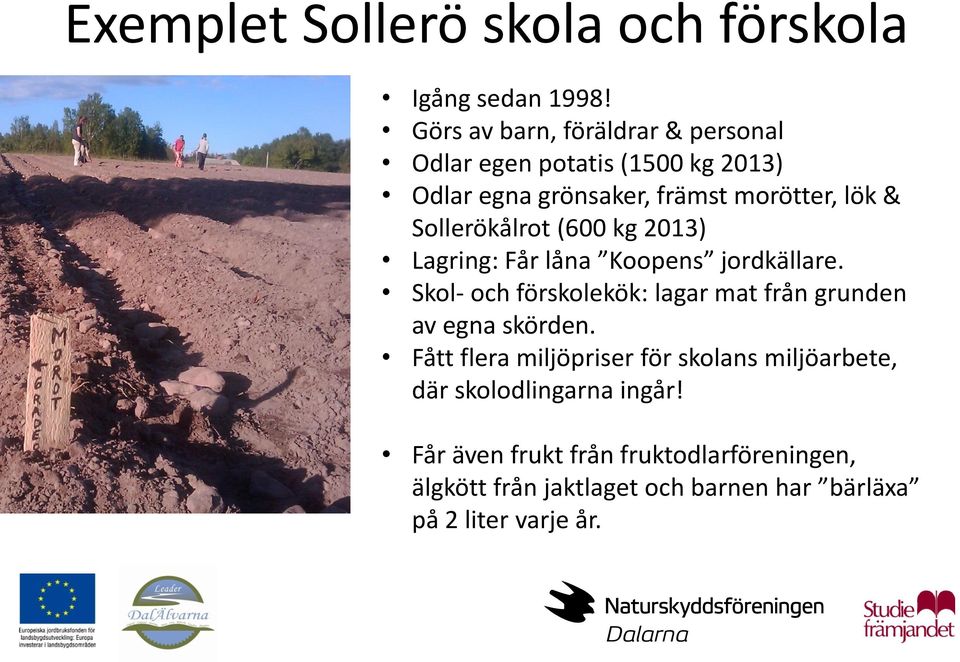 Sollerökålrot (600 kg 2013) Lagring: Får låna Koopens jordkällare.