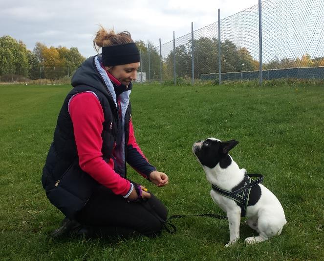 Hundklok reserverar sig för ev. ändringar. Aktivering Som du säkert redan känner till räcker det inte för en hund med enbart promenader varje dag.