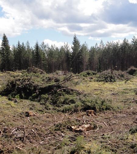 avverkningsområde bör man beakta