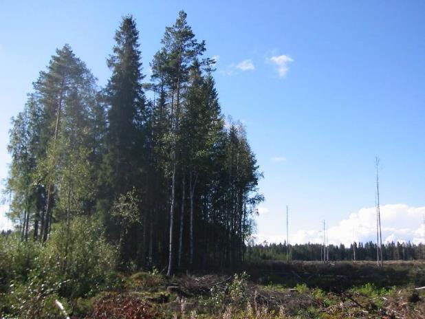 Kriterium 14 Naturvårdsträd och död stamved lämnas orörda i skogsbruket För att säkerställa mångfalden i skogsnaturen kvarlämnas både naturvårdsträd och grov död stamved permanent på objekt där det